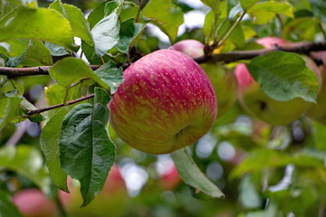 Ripe apple on apple in daylight in the garden