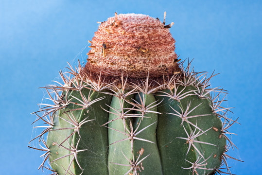 Melocactus, Karibik