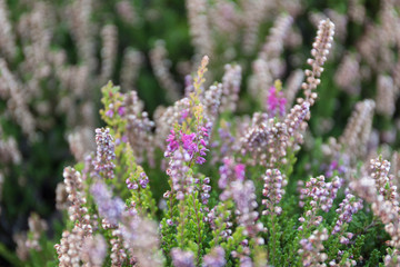 Planting and care for heather bushes.