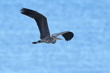 Grey Heron (Ardea cinerea)