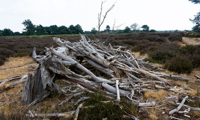 Fototapeta na wymiar Dried Tree branches piled up