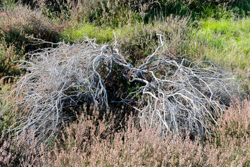 Dried Fern Plant with twigs