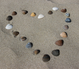 Fototapeta na wymiar sea shells heart