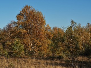 Fototapeta na wymiar Trees with autumn foliage and a blue sky in Fairburn Ings nature reserve, Yorkshire, England