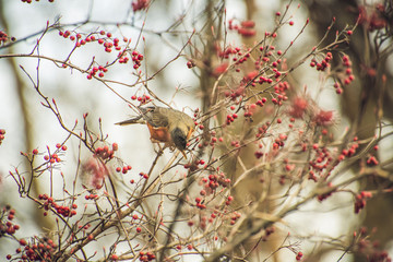 Male robin eating a berry off a bush full of berries in the cold of winter. Christmas or holiday card. 