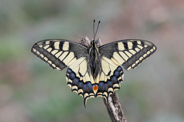 Papilionidae / Kırlangıçkuyruk / / Papilio machaon