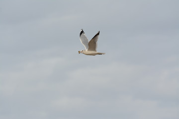 Seagull flying with a cockle shell in it's beak