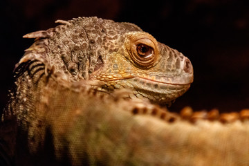 Beautiful iguana green, Iguana iguana