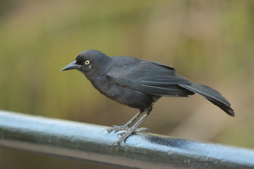Yellow eyed black bird perched on a railing