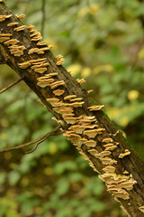 Fungus on tree branch