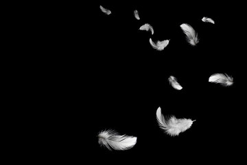 Abstract white feathers flying in the air. on dark background