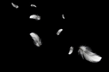 White feather flying in the air.isolate on black background.