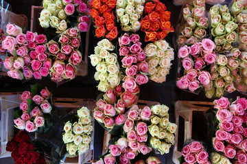 Viele bunte Rosen - Perspektive von oben
