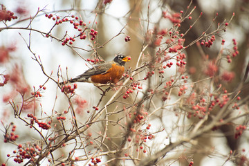 Male robin eating a berry off a bush full of berries in the cold of winter. Christmas or holiday card. 
