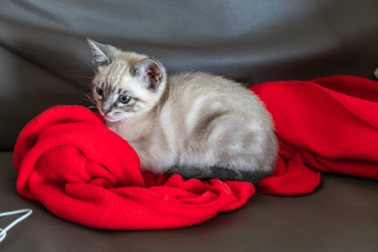 Little Cat Over A Red Blanket