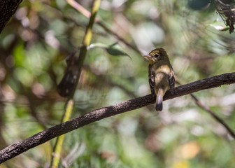 Pacific-slope flycatcher (Empidonax difficilis)
