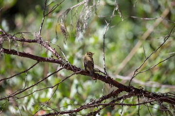 Pacific-slope flycatcher (Empidonax difficilis)
