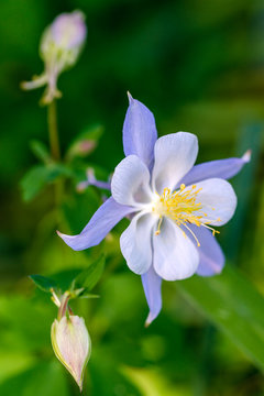 Blue Columbine - Aquilegia Caerulea-Hybride &bdquo;Blue Star&ldquo;