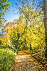 Park in autumn on a sunny day