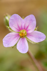 flower in garden