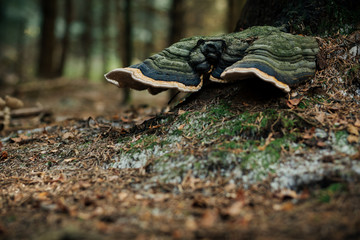 Close-up of bracket fungus on tree trunk. Photo with shallow depth of field.