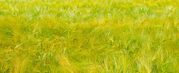 Green grass background texture. Wide photo.
