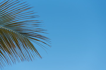 Palm leaves in tropical paradise, with blue sky