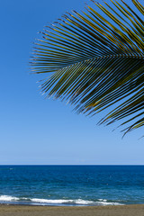 Naklejka premium Palm leaves in tropical paradise, with blue sky, vertical