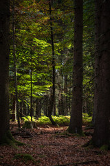 Fototapeta na wymiar herbstlicher Wald in der Eifel