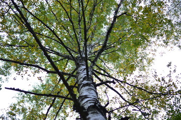 Birch in the Forest of Moscow Region of Russia
