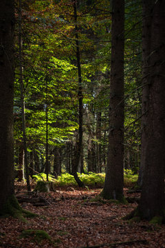 herbstlicher Wald in der Eifel © ramonmaesfotografie