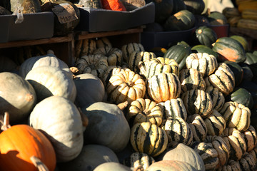 Pile of pumpkins in the market. Natural colors and texture. Autumn concept background. Rich harvest.