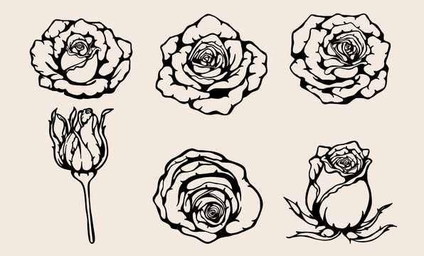 Set of rose vector by hand drawing.Beautiful flower on brown background.Rose vector art highly detailed in line art style.Flower tattoo for paint or pattern.