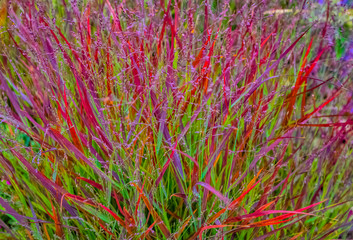 Japanese Blood Grass