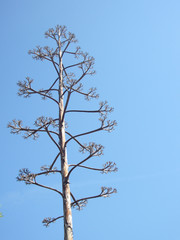 tree on blue sky