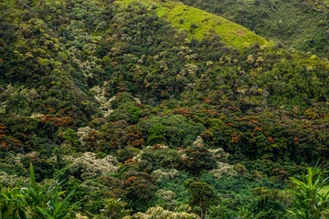 Skyview - Maui Forest