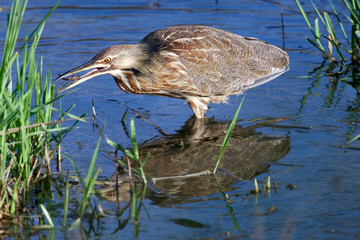 American Bittern with prey