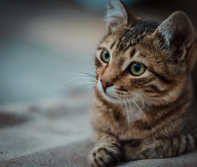 Obraz premium the kitten 