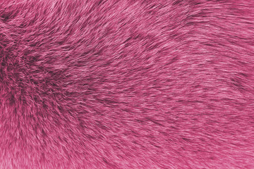 Close up texture of pink fur abstract background