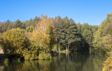 Autumn landscape. Golden trees in the autumn park
