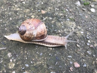 snail on stone