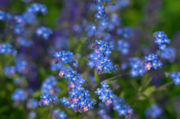 Colorful forget me not flowers are blooming under bright sunshine day
