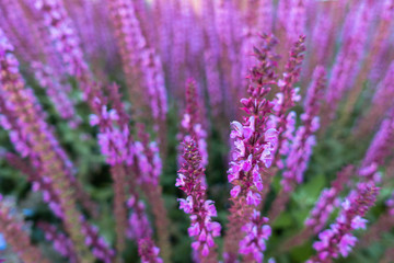 Lavender field in sunlight