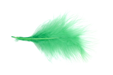 Fluffy feather is on white background