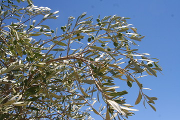branch of a tree