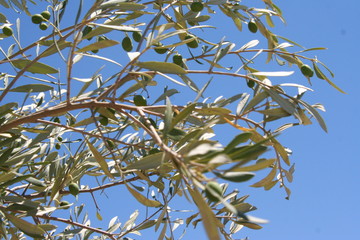 green branch of a tree