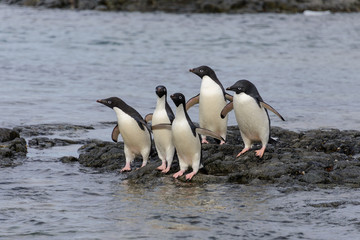 Fototapeta na wymiar Group of adelie penguins on beach in Antarctica