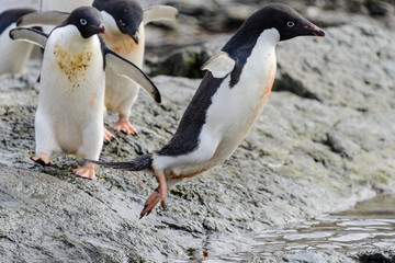 Group of adelie penguins on beach in Antarctica