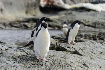 Fototapeta na wymiar Group of adelie penguins on beach in Antarctica