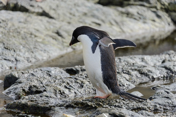 Naklejka premium Group of adelie penguins on beach in Antarctica